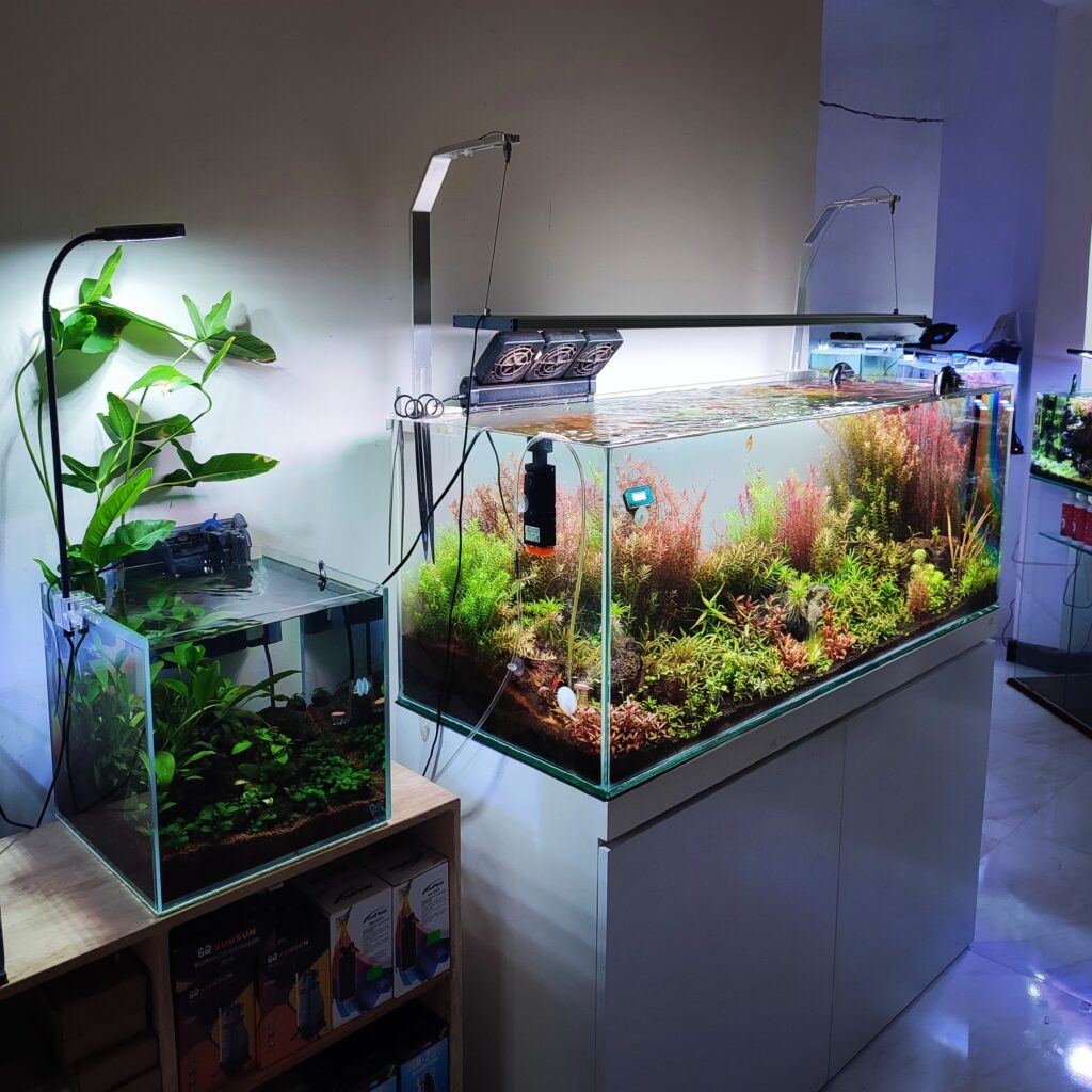 How to Maintain a Planted Aquarium