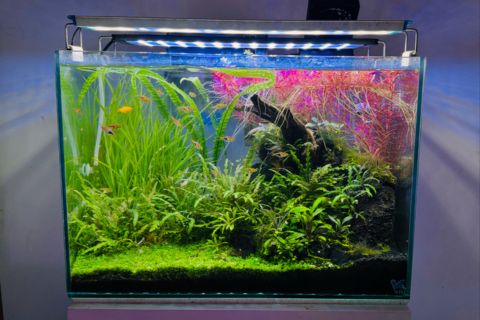 Planted tanks by V aqua