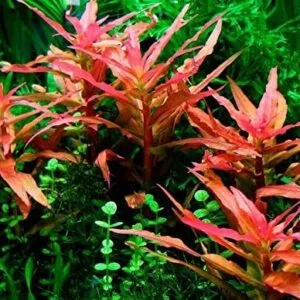 Ammannia Senegalensis