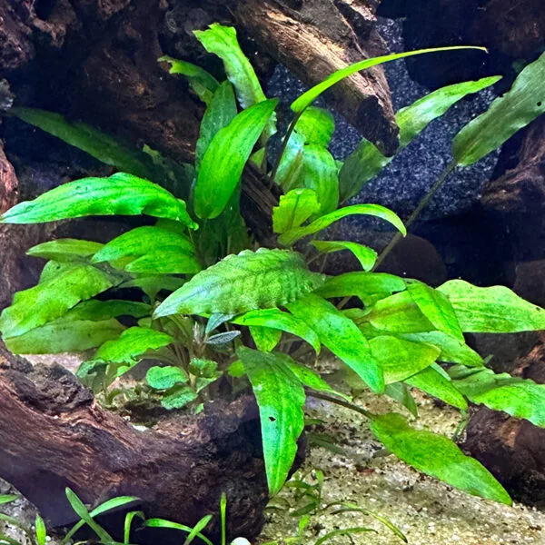 Cryptocoryne