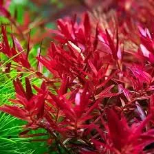 Rotala 'Blood Red'