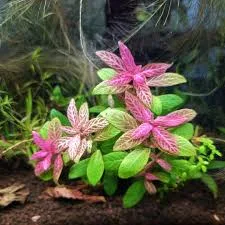 Hygrophila Polysperma 'Rosanervig'