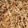 Sphagnum Moss Dry
