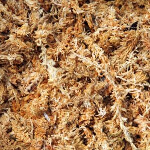 Sphagnum Moss Dry