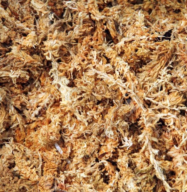 Sphagnum Moss Dry