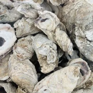 Oyster shell