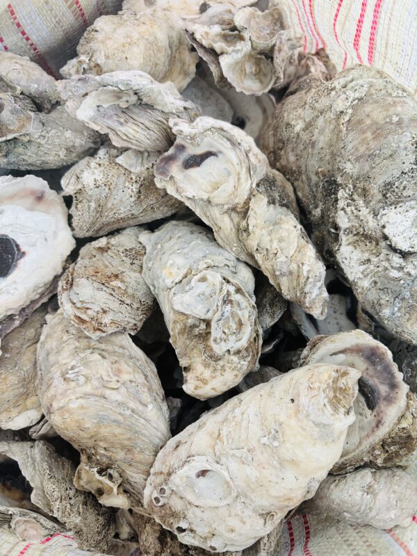 Oyster Shells 1kg