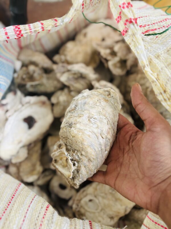 Oyster Shells 1kg - Image 3