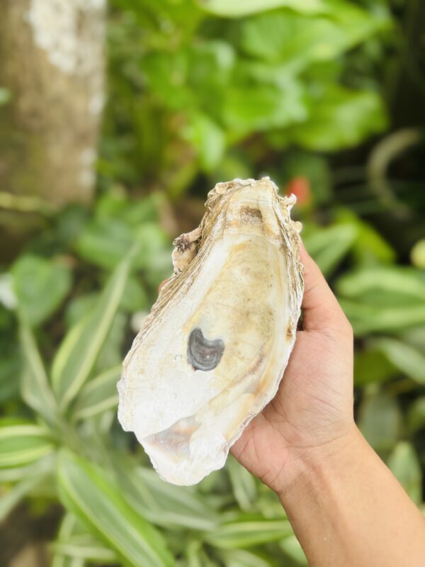 Oyster Shells 1kg - Image 2