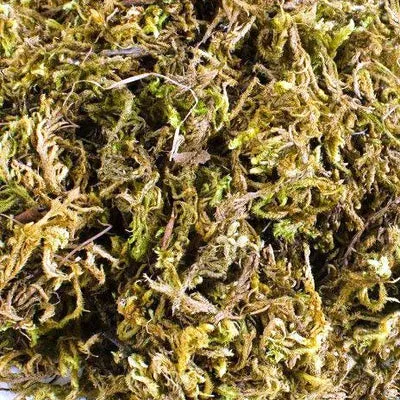 Sphagnum Moss Wet