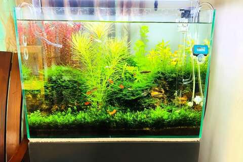 planted set up