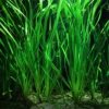 Vallisneria Americana