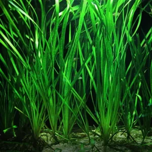 Vallisneria Americana