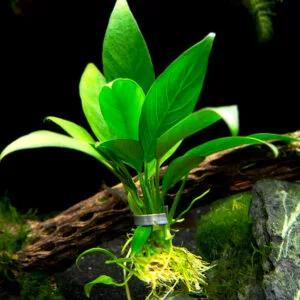Anubias Lanceolata