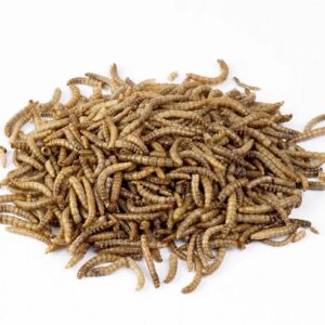 mealworms