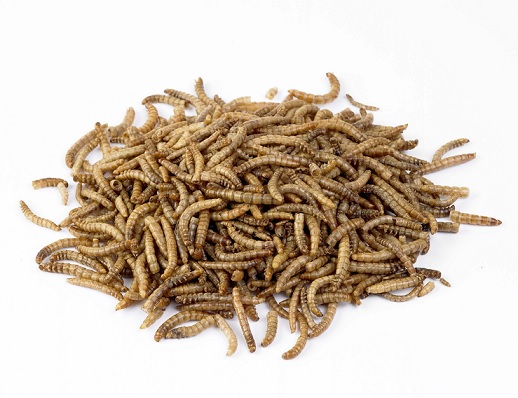 mealworms
