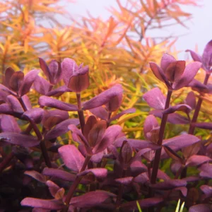 Bacopa salzmannii ‘Purple’