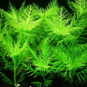 Hygrophila balsamica