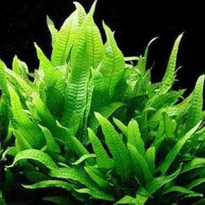 Java Fern – Large Size