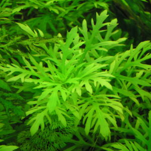 Hygrophila difformis
