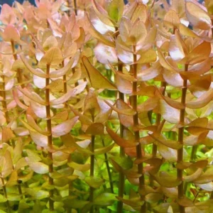 Bacopa caroliniana ‘Yellow Flame’