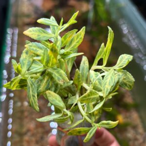 Bacopa crenata ‘Variegated’