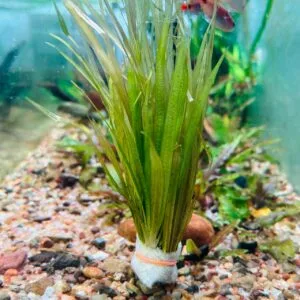 Blyxa aubertii