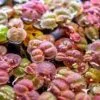 Red Root Floater
