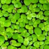 duckweed