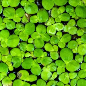 duckweed