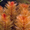 Myriophyllum tuberculatum
