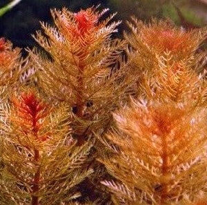 Myriophyllum tuberculatum