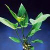 Anubias Hastifolia