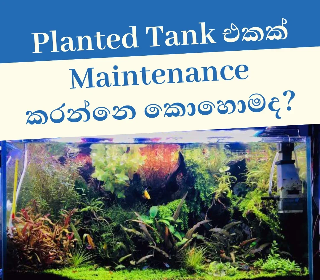 How to do a maintenance for a planted tank